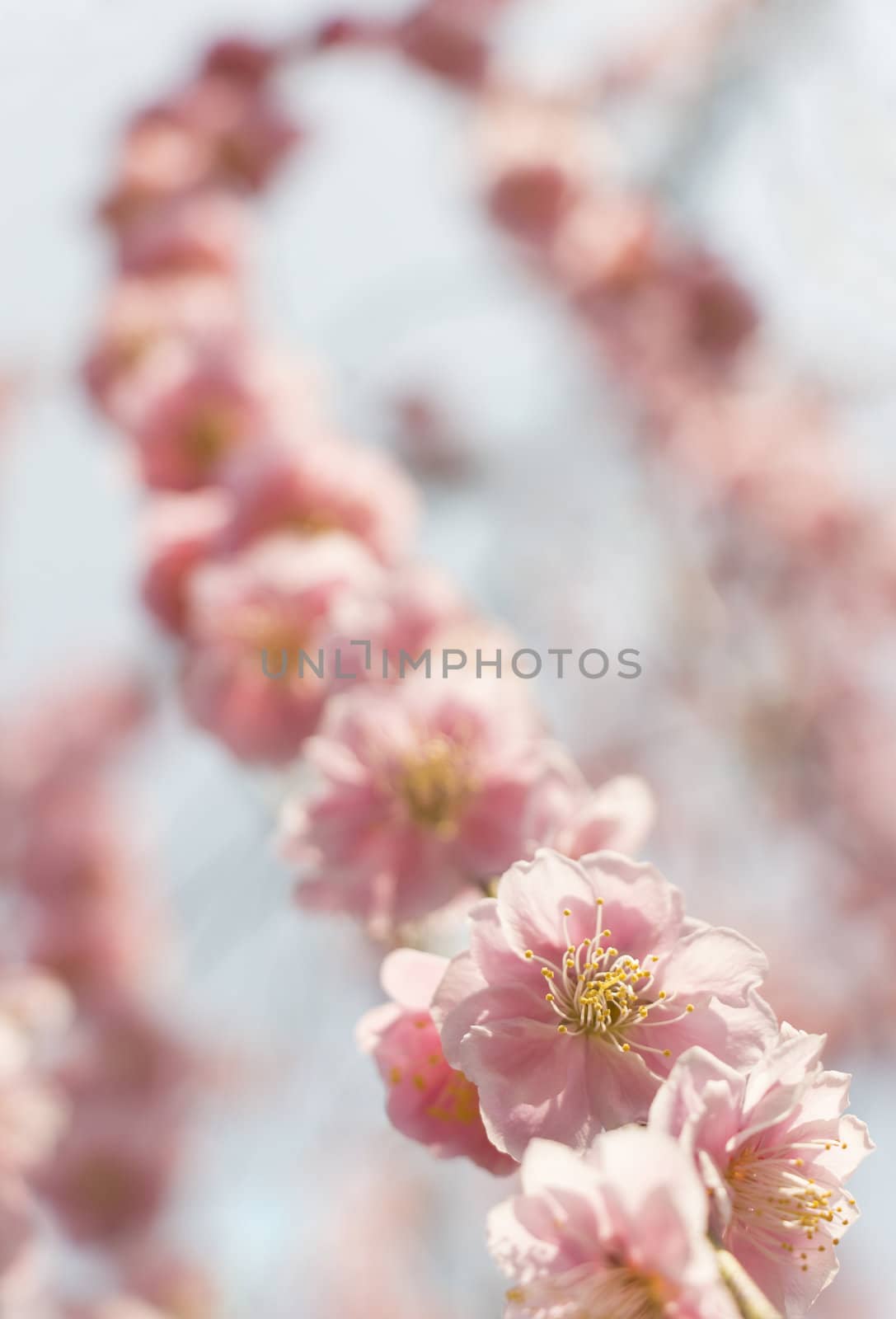 Pink plum blossom by Aduldej