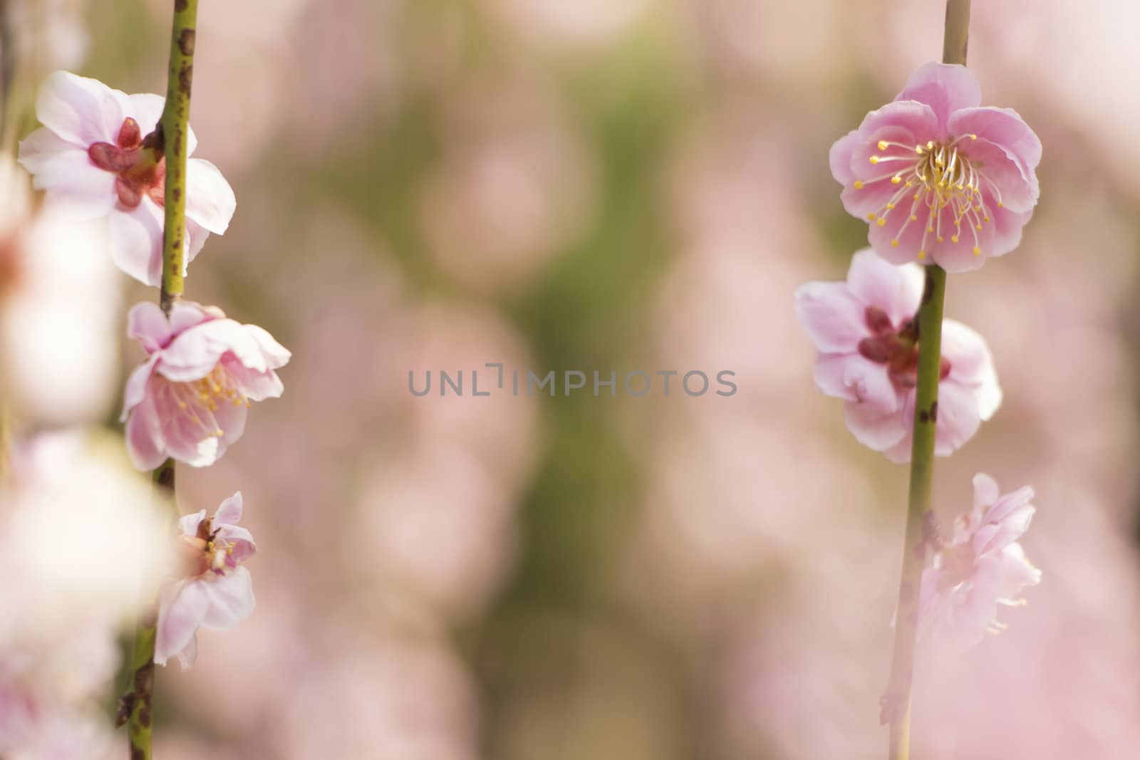 pink plum blossom on a spring day