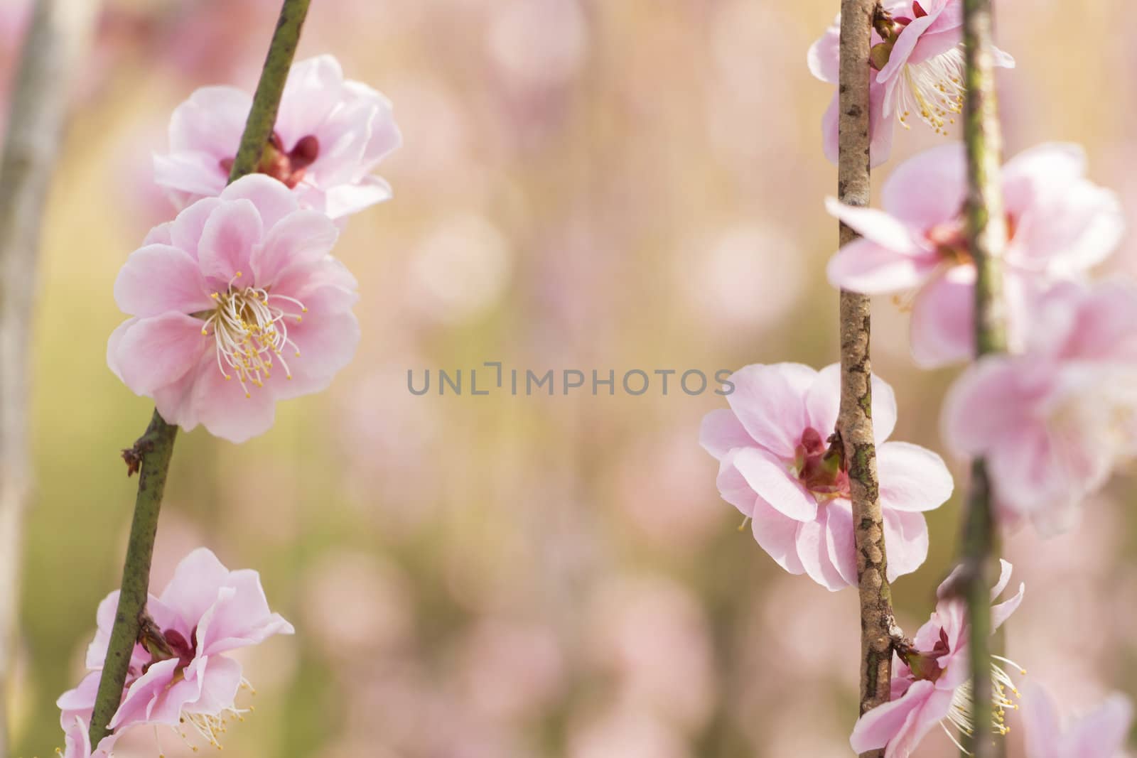 Pink plum blossom by Aduldej