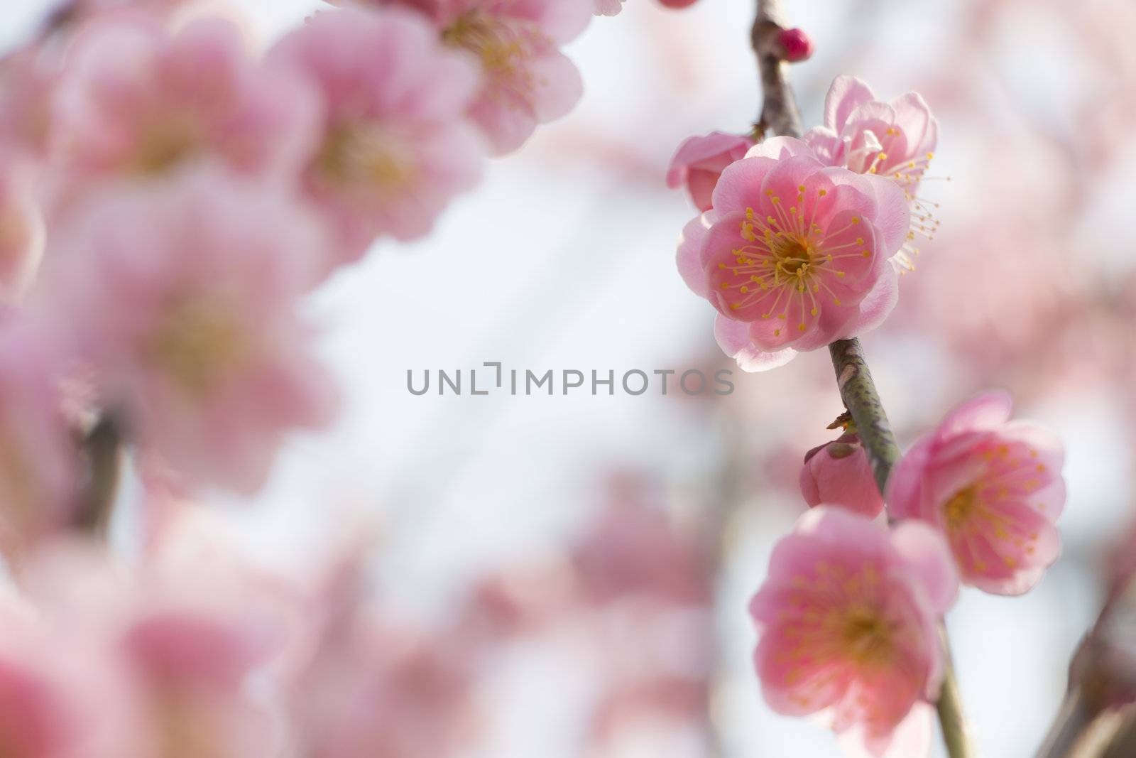 Pink plum blossom by Aduldej