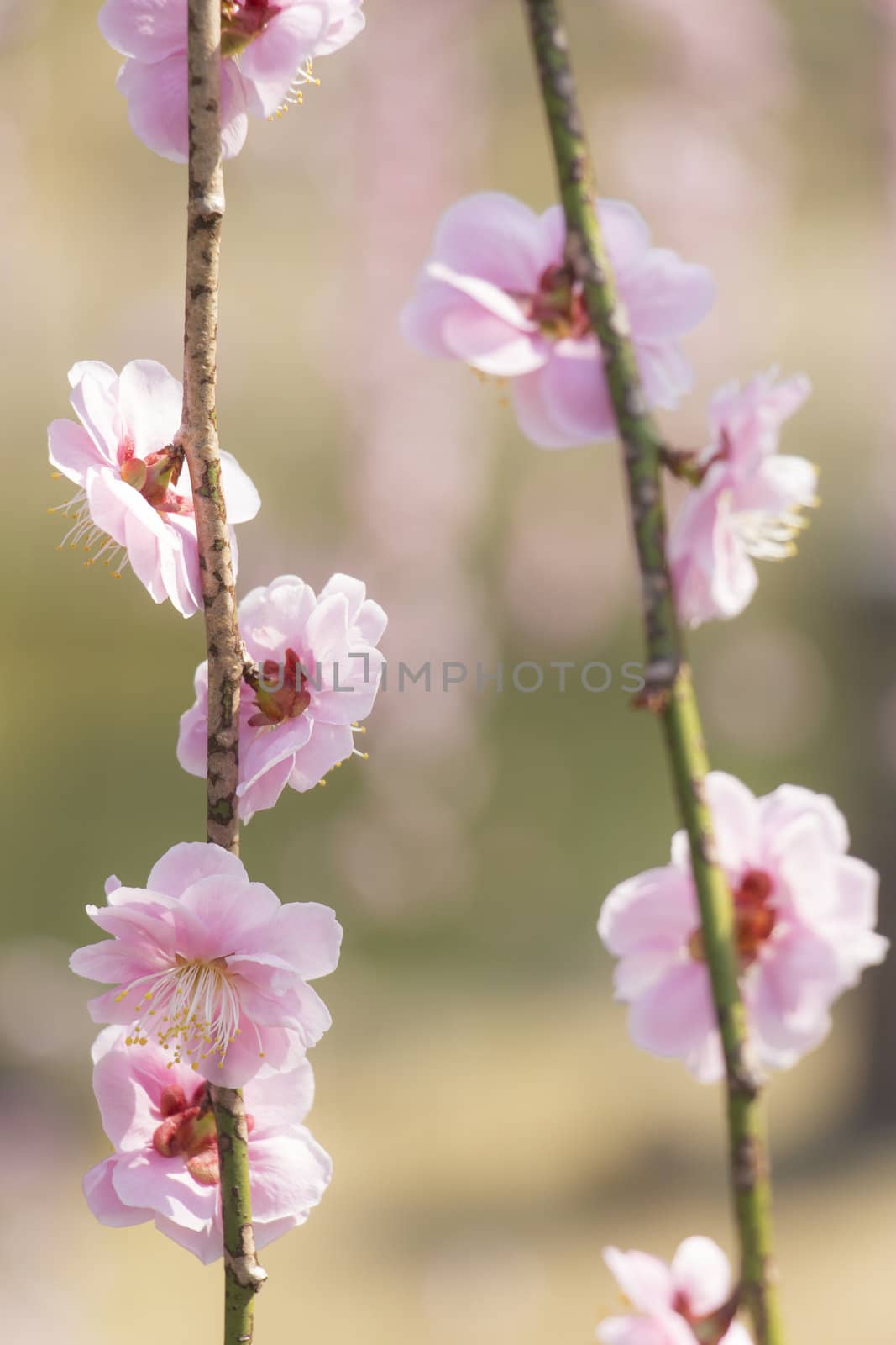 Pink plum blossom by Aduldej