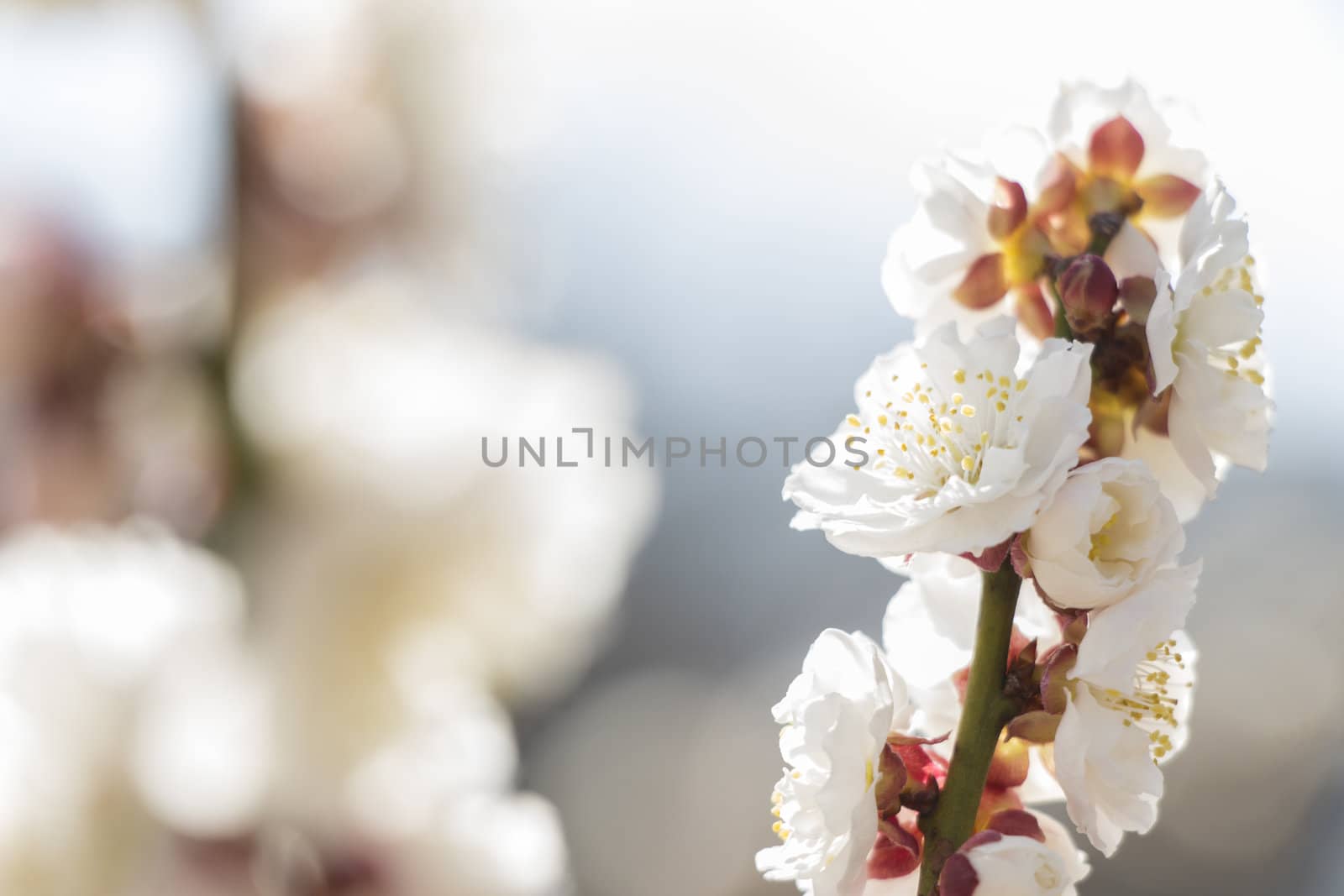 White plum blossom on a spring day