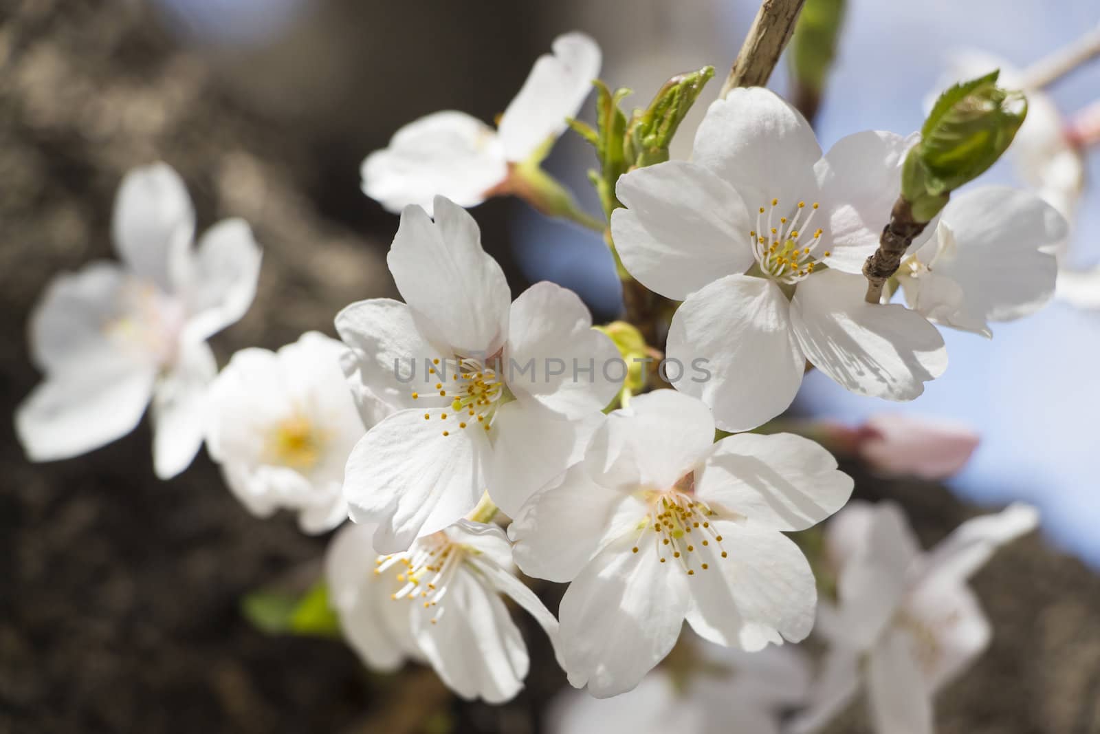 cherry blossom flowers on a spring day