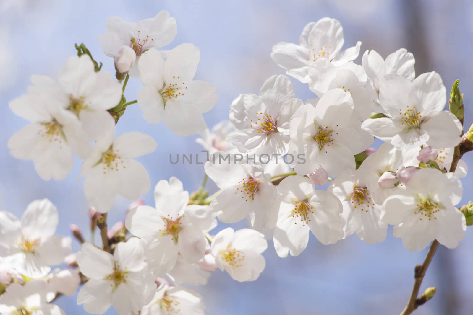 cherry blossom flowers on a spring day