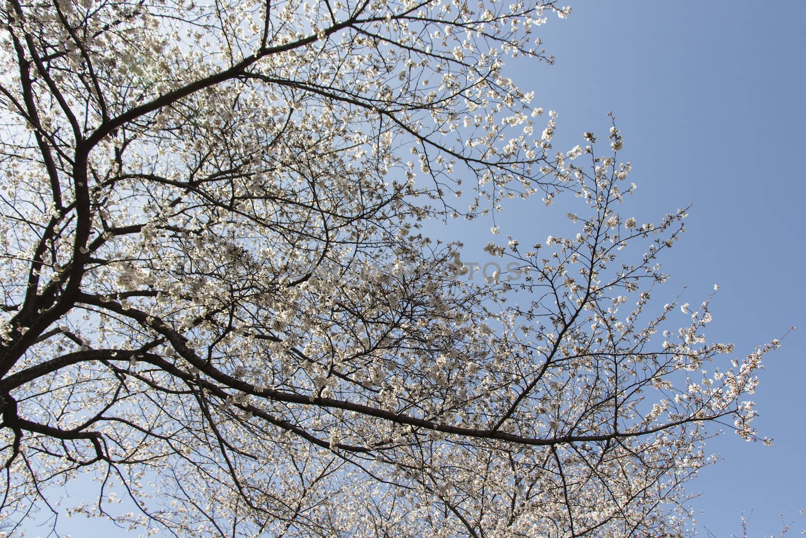 cherry blossom flowers on a spring day