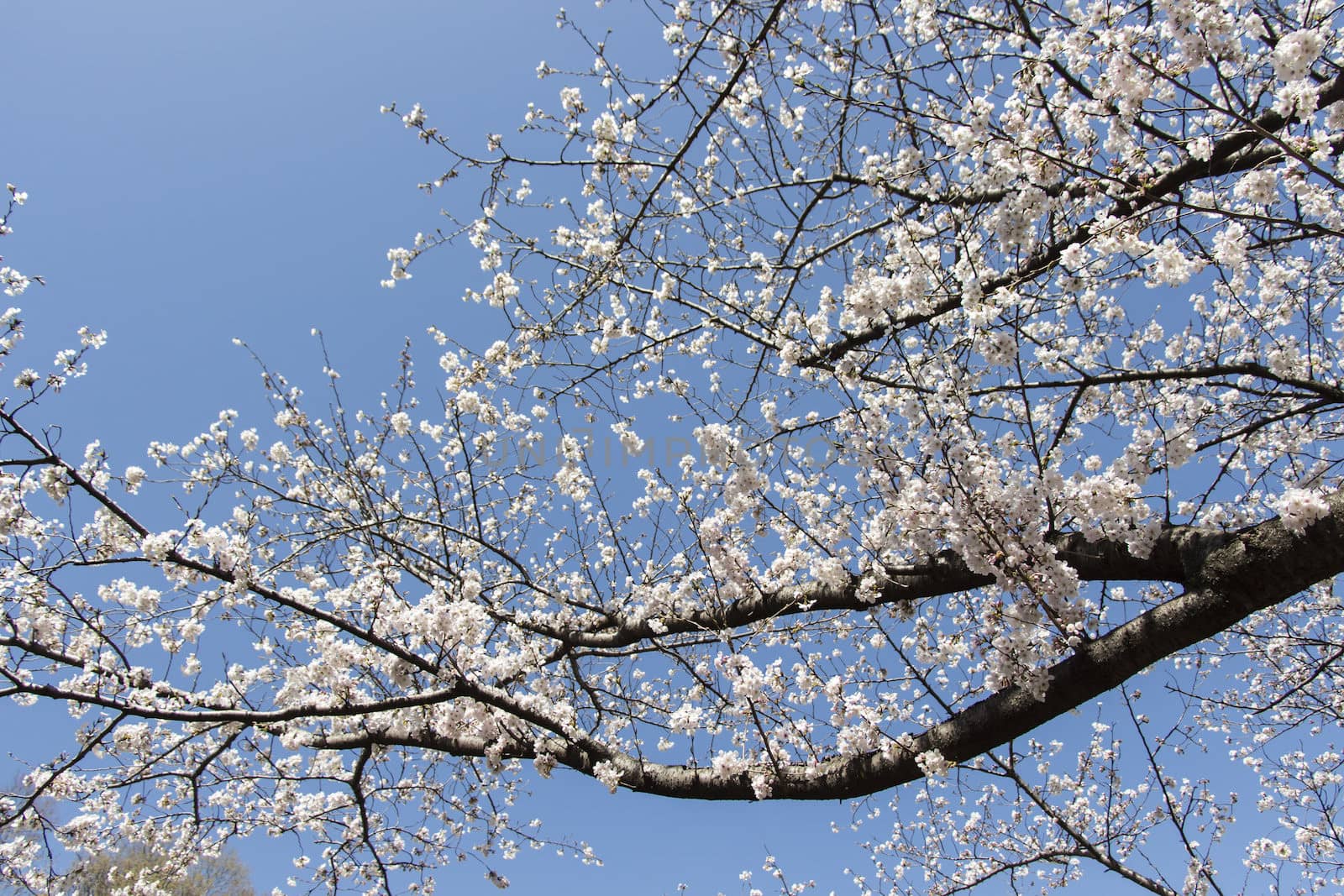 cherry blossom flowers on a spring day