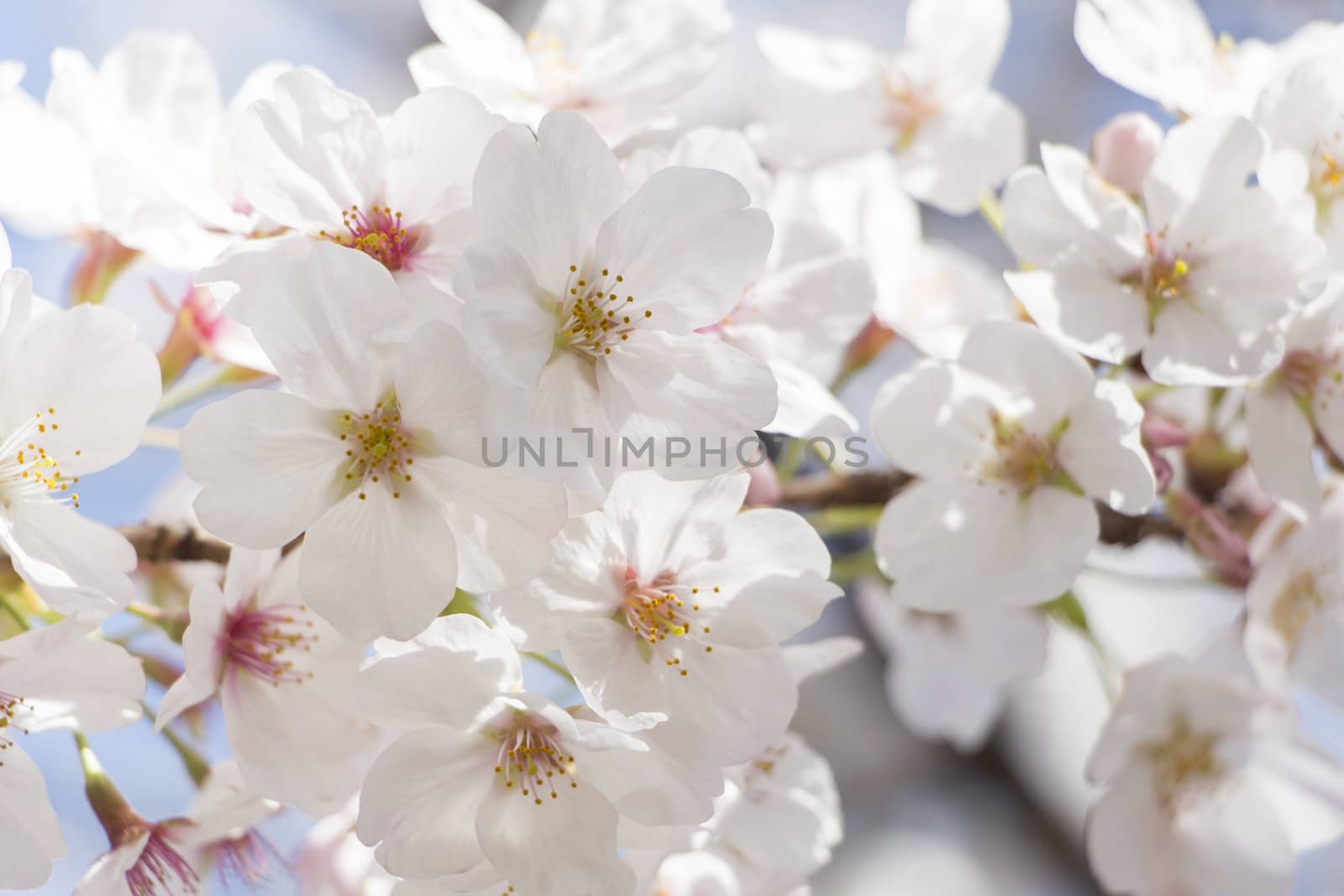 cherry blossom flowers on a spring day