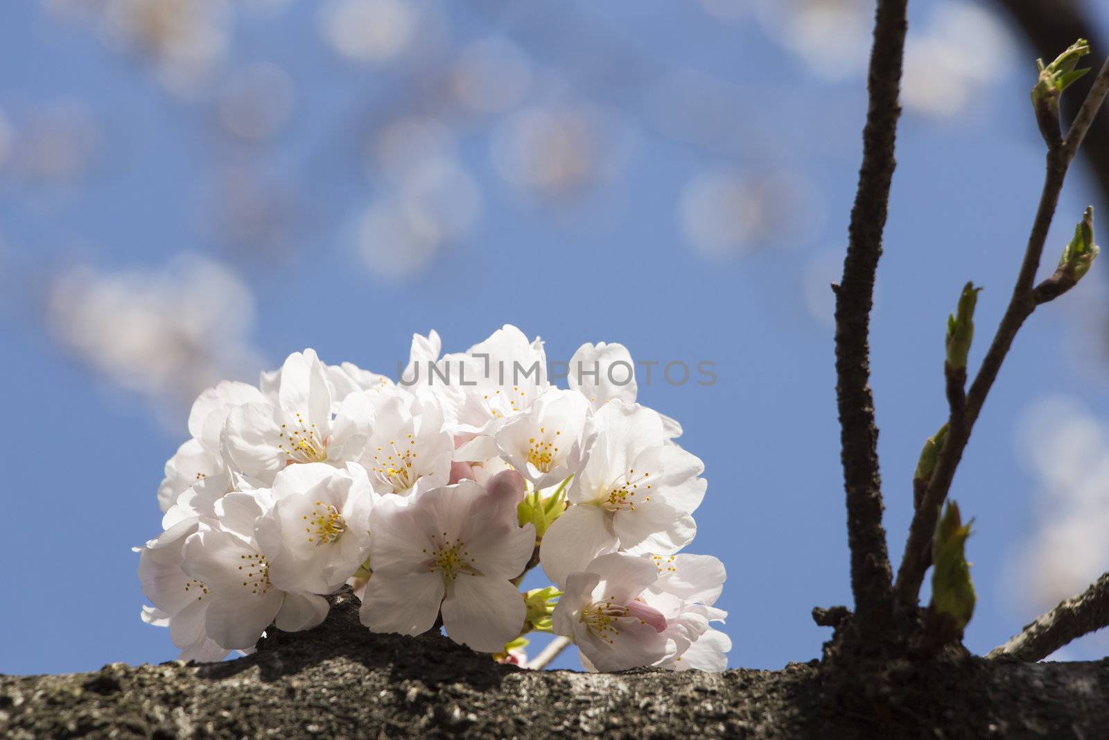 cherry blossom flowers on a spring day