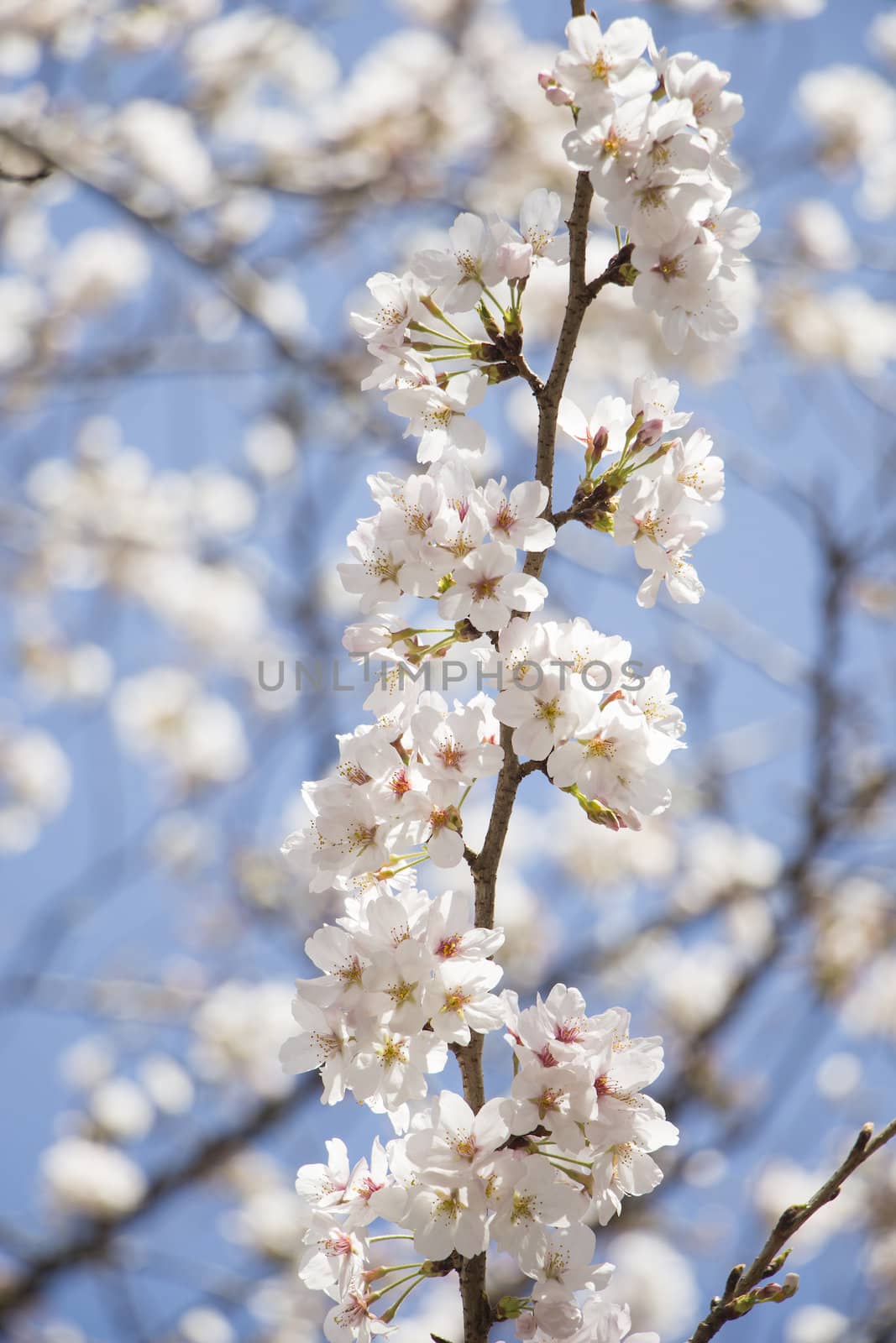 cherry blossom flowers on a spring day