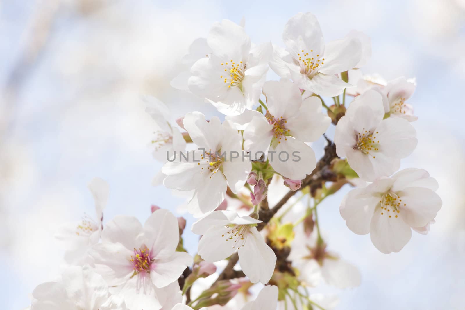 cherry blossom flowers on a spring day