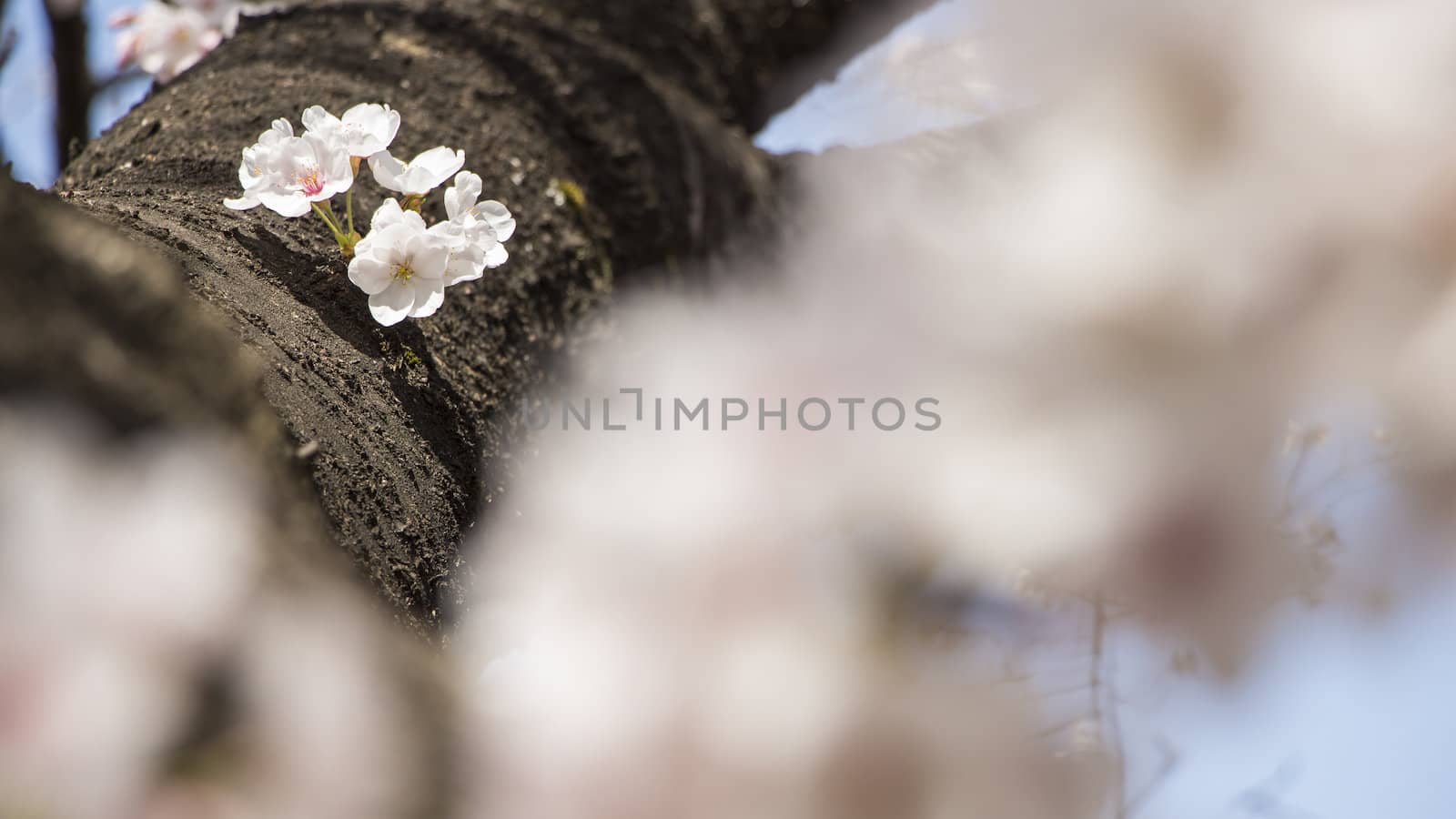 cherry blossom flowers on a spring day