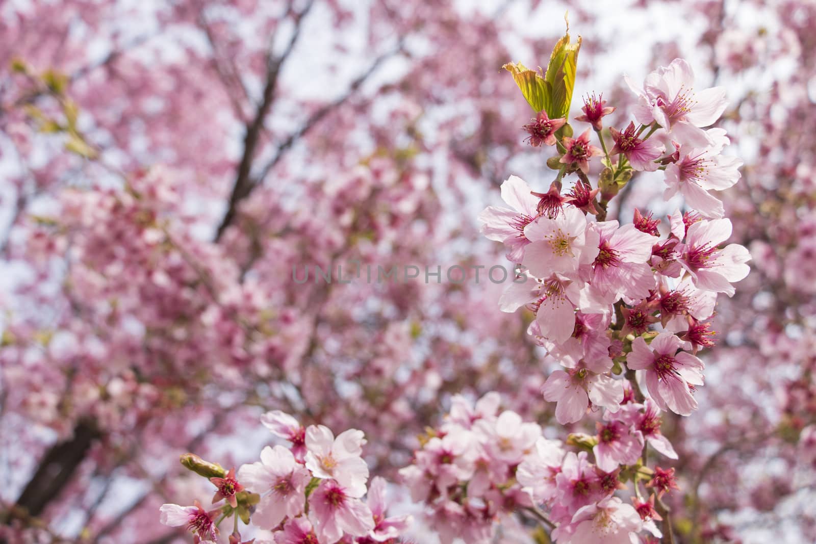 cherry blossom flowers on a spring day