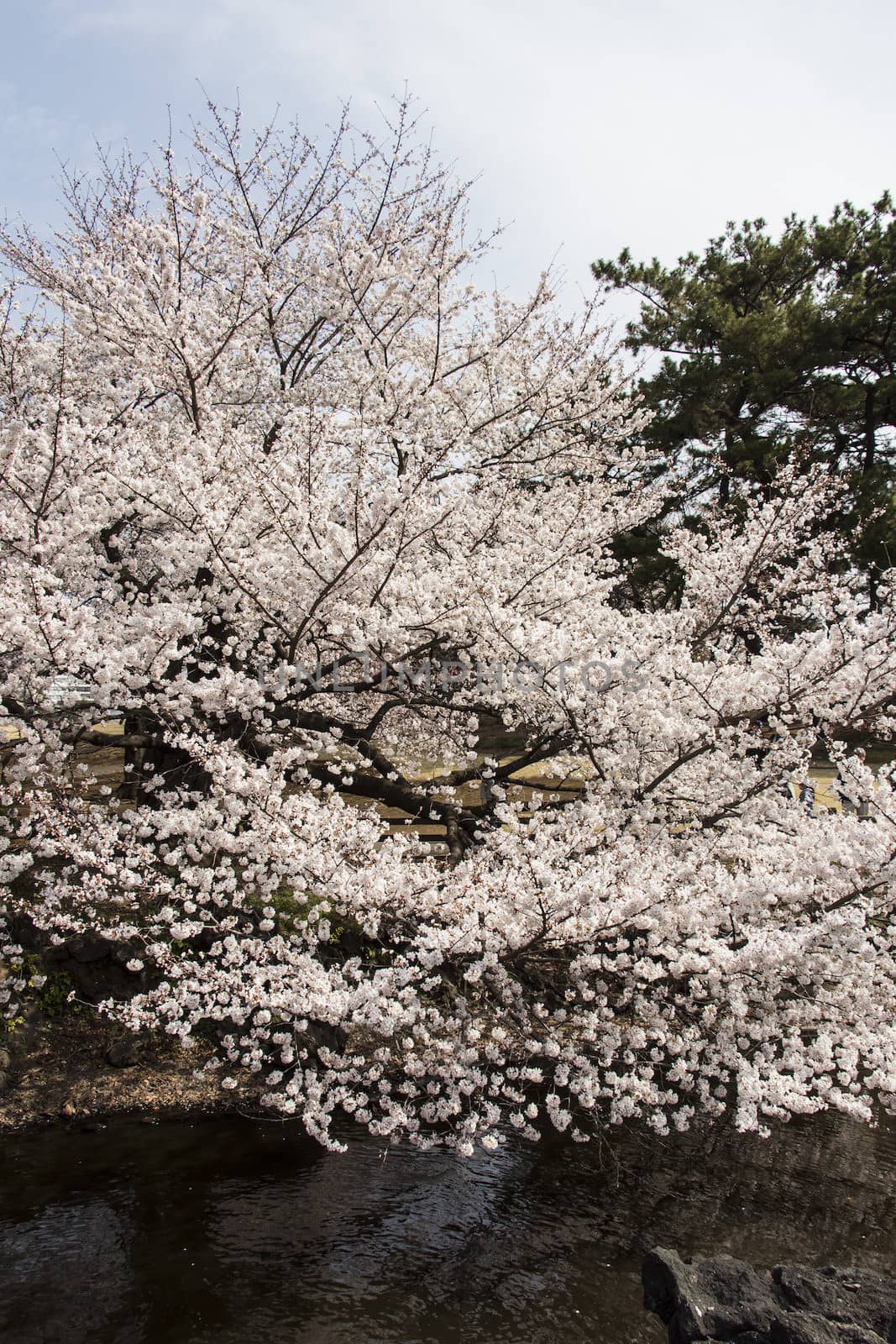 cherry blossom flowers on a spring day