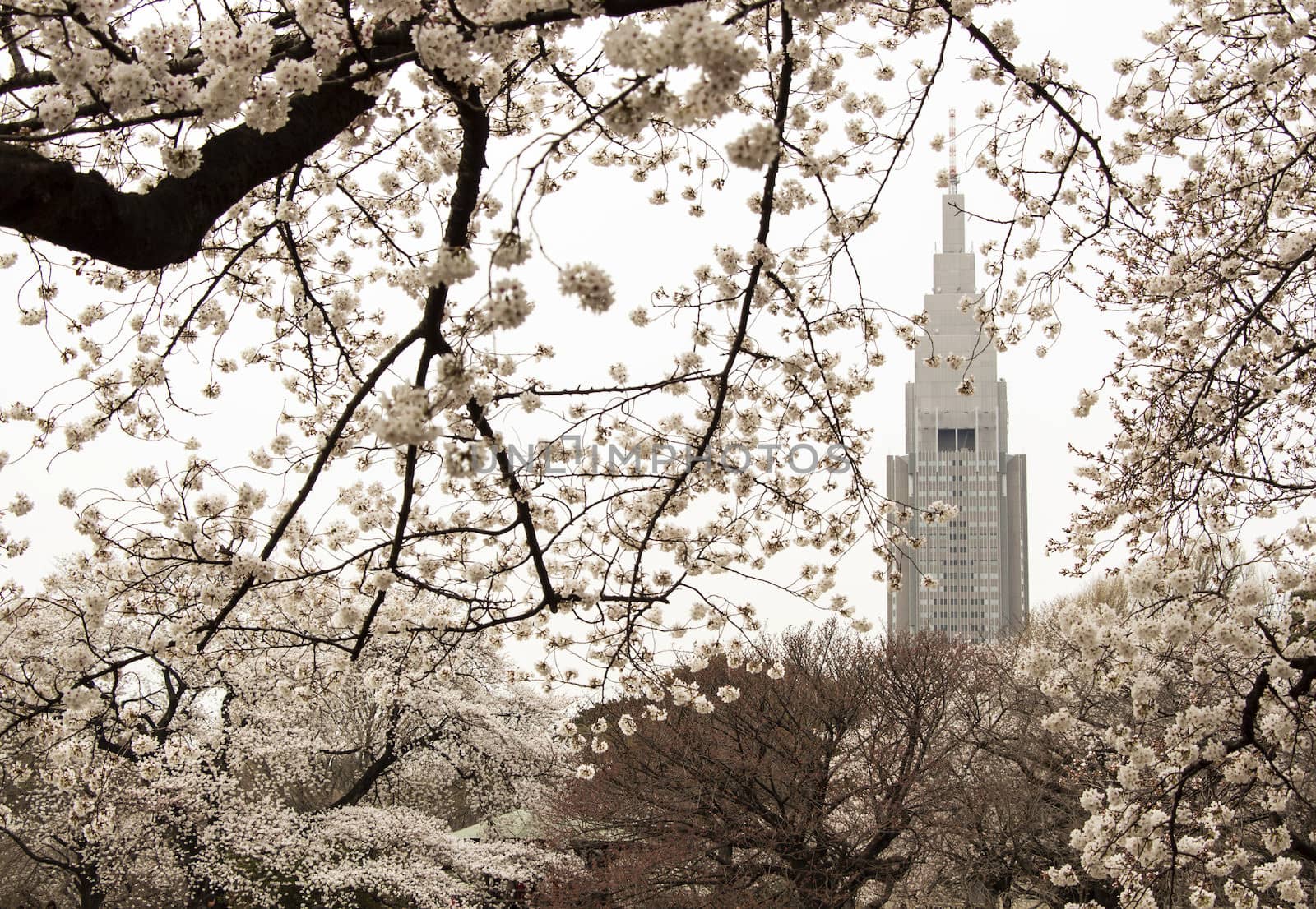 building and cherry blossom flowers on a spring day