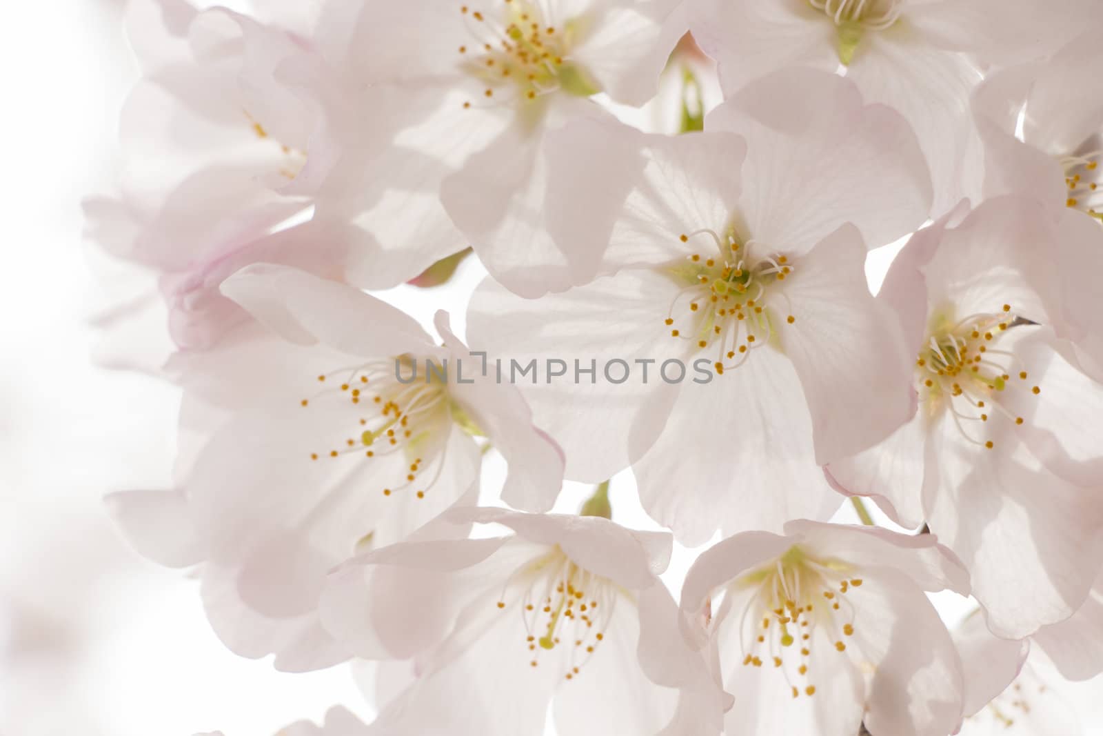 cherry blossom flowers on a spring day