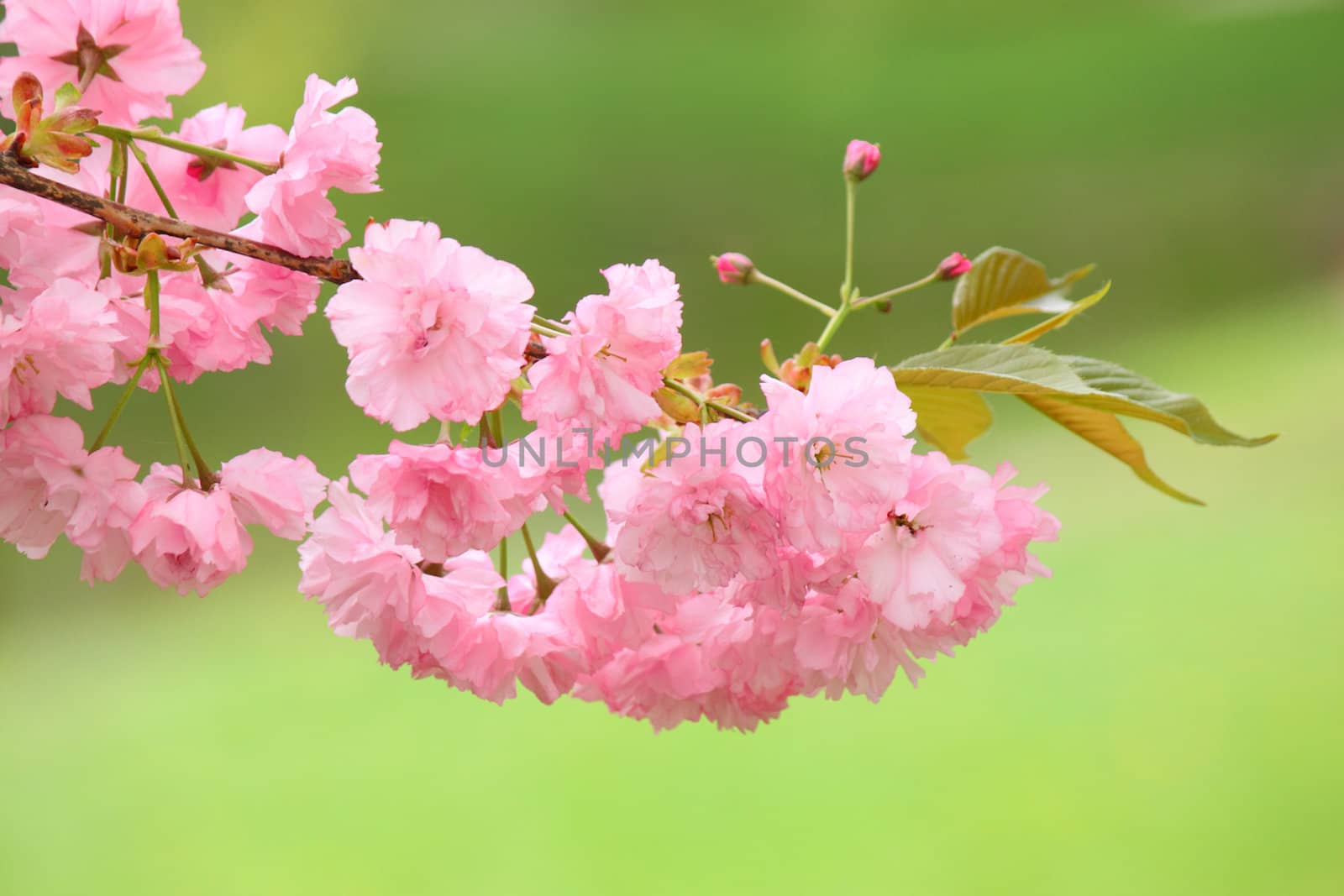 branch of pink cherry tree blossom
