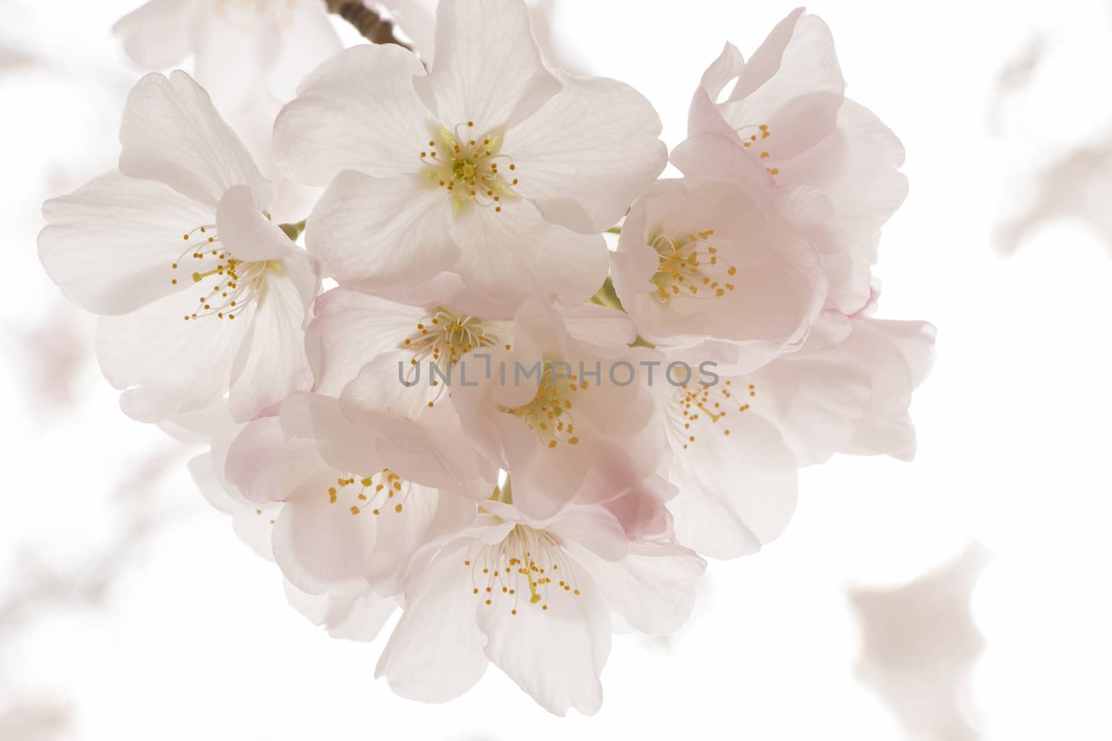 cherry blossom flowers on a spring day