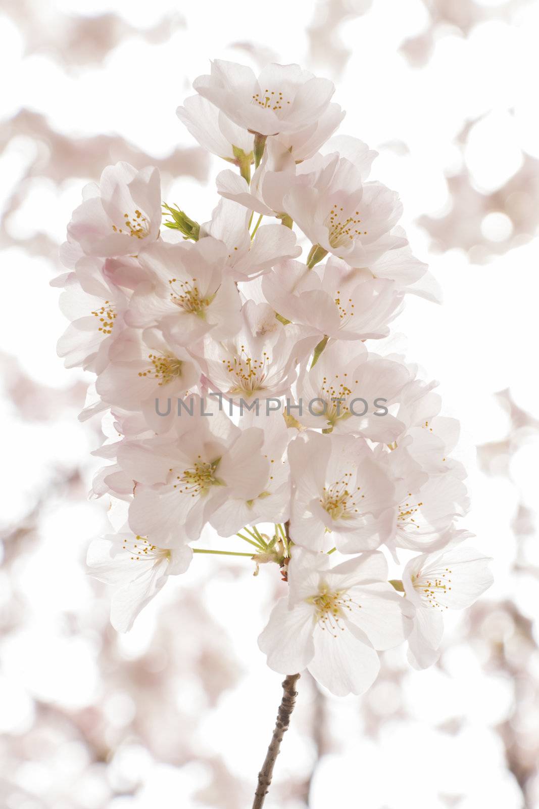 cherry blossom flowers on a spring day