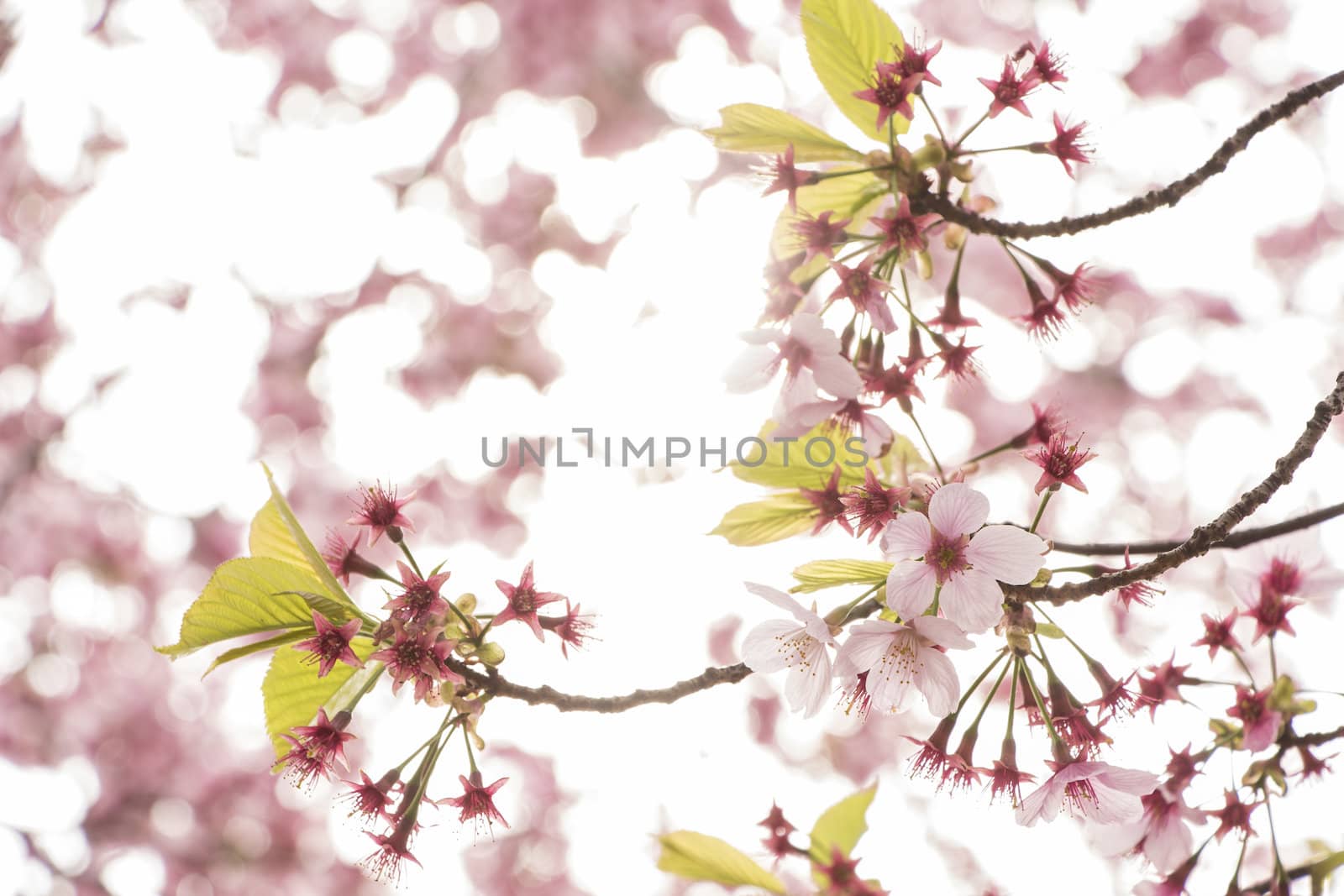 cherry blossom flowers on a spring day