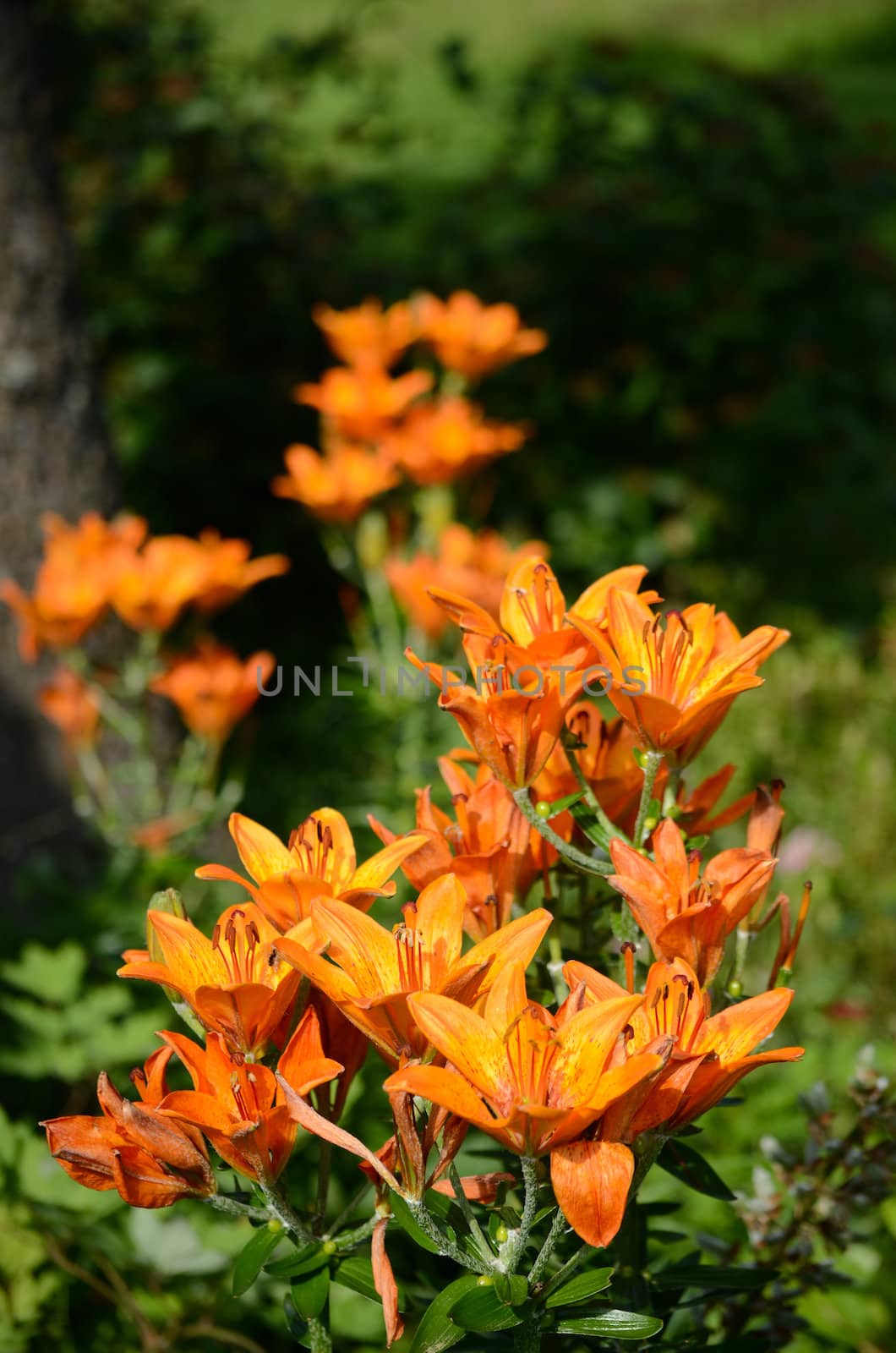 orange lily by sarkao