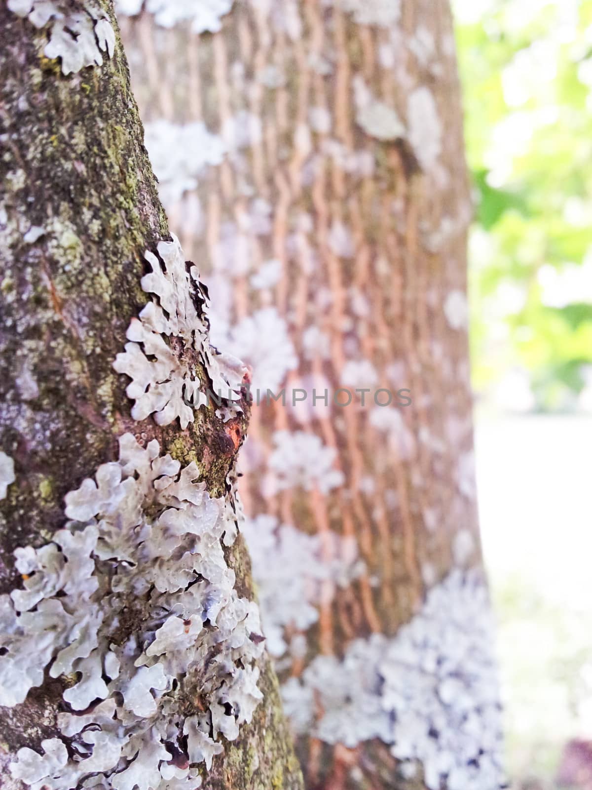 Closeup of lecanoromycetes fungi on maple tree