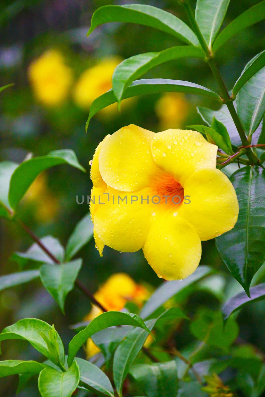 Green tropical plant with yellow flowers in the garden of Borobodur, Indonesia