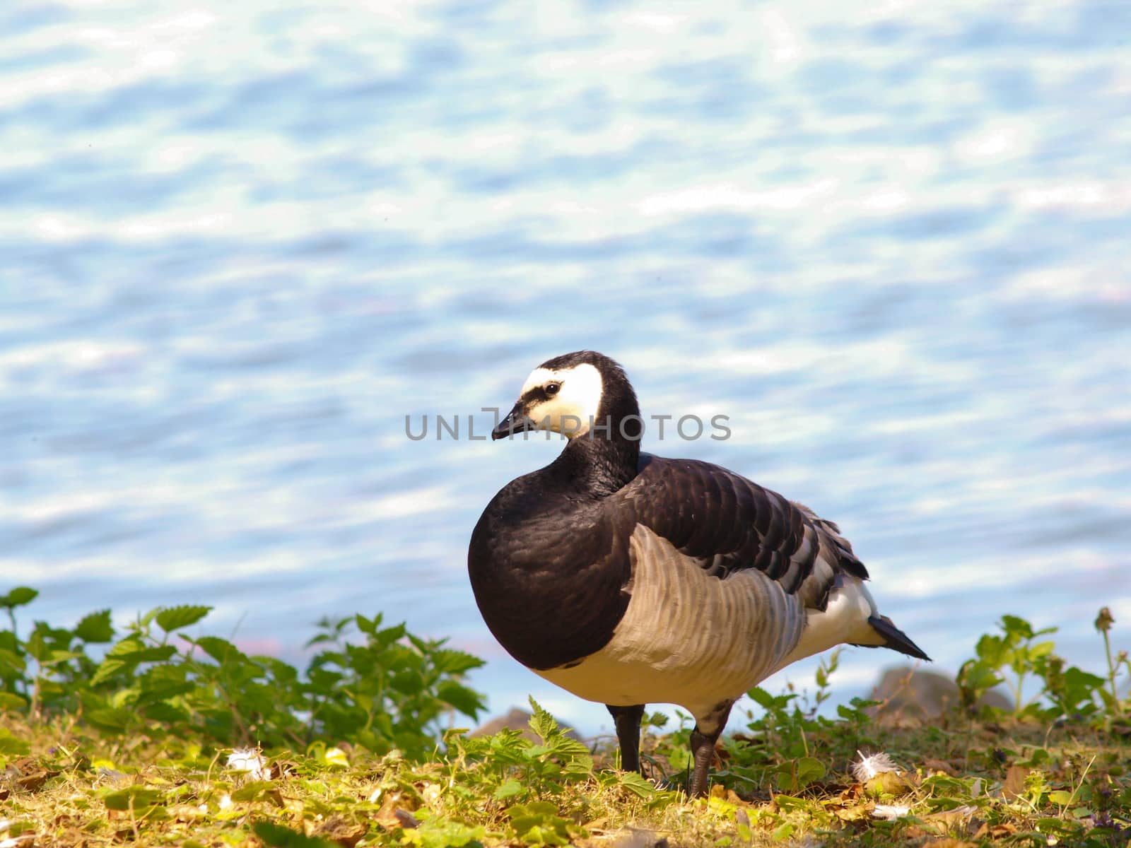 Single barnacle goose, standing in fresh green grass in front of shimmering blue sea