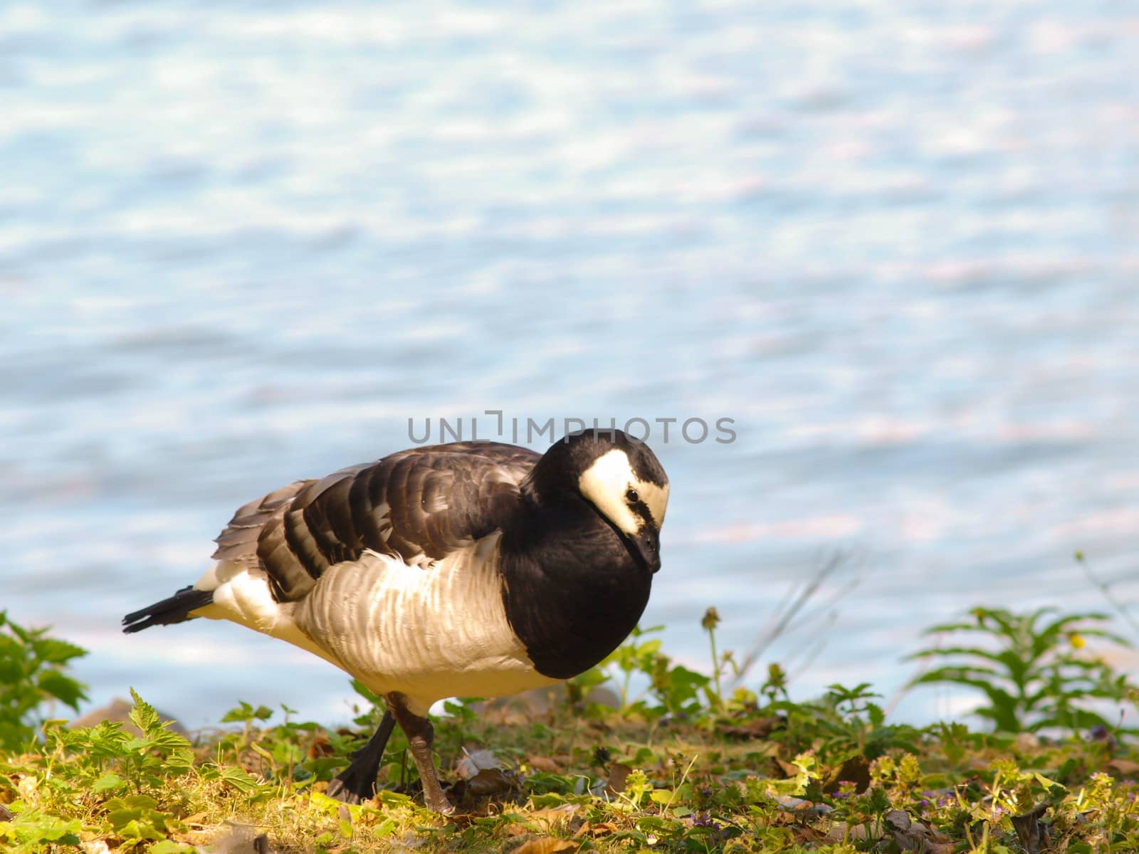 Single barnacle goose, walking in fresh green grass in front of shimmering blue sea