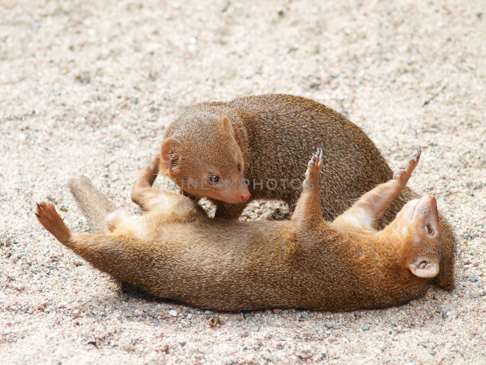 Dwarf mongoose by Arvebettum