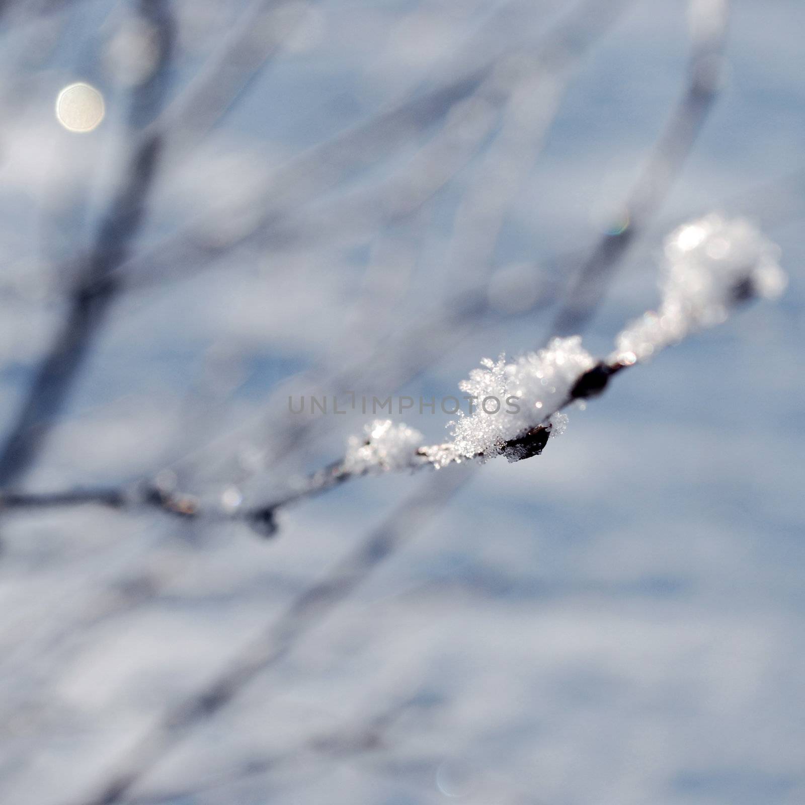 branch in winter