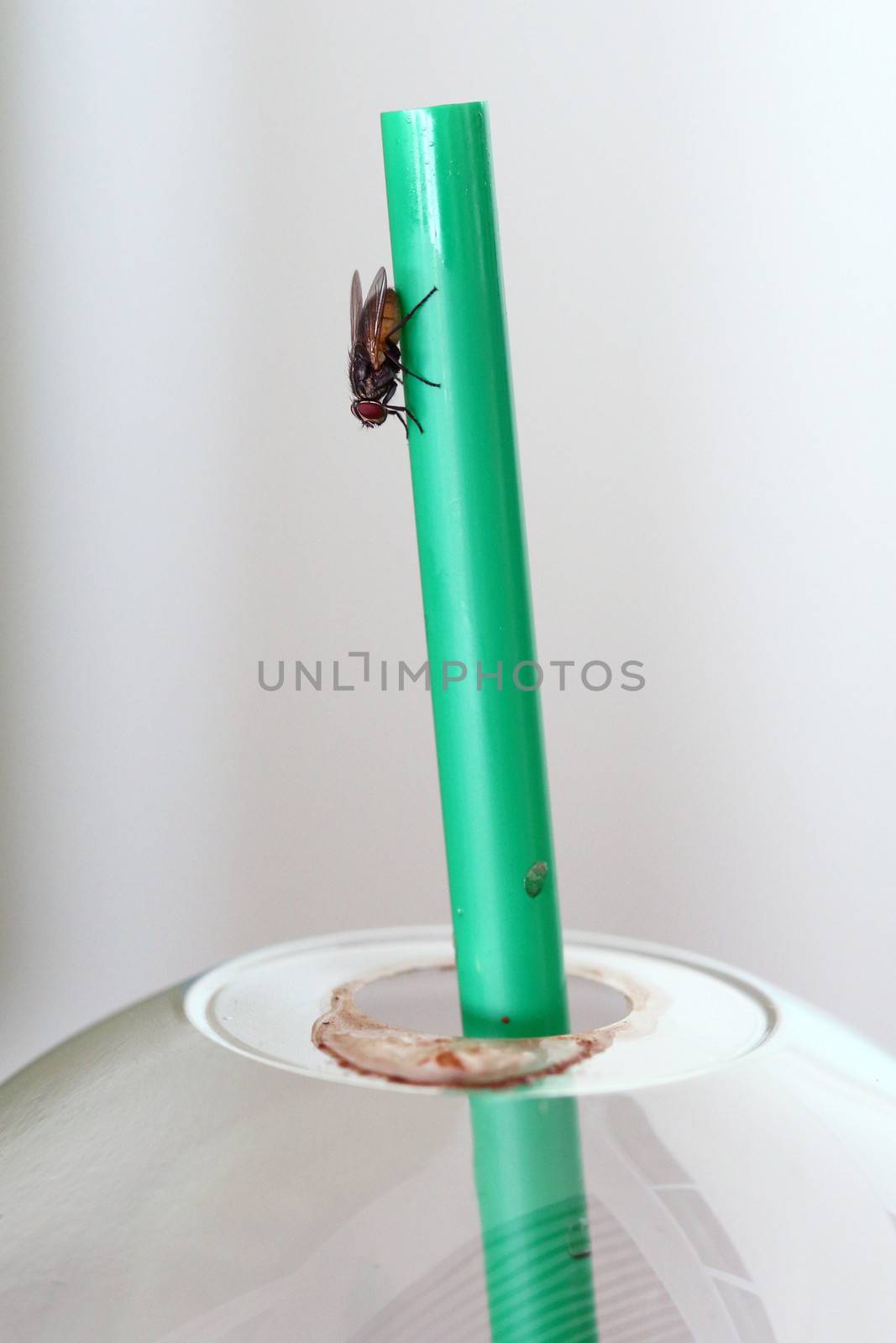 Dirty fly on coffee cup straw