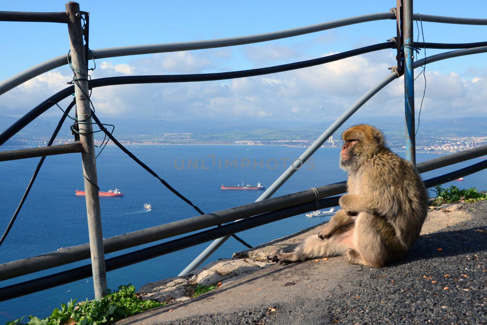 monkey sits at the precipice of Gibraltar and looks at the sea
