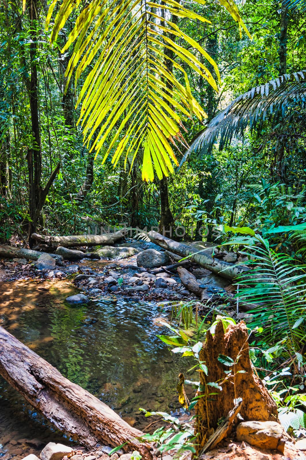 tropical jungles of South East Asia. Thailand