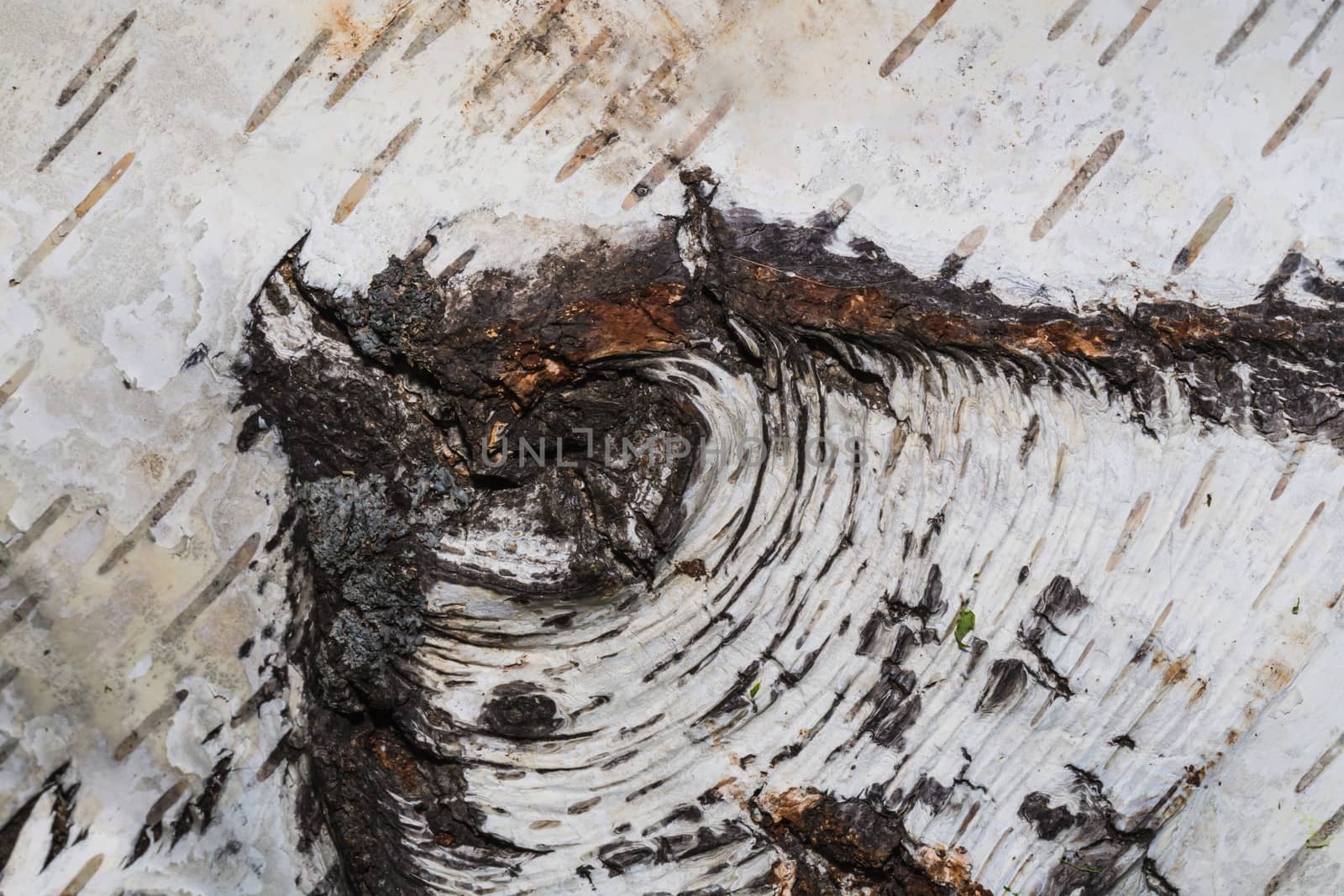 Texture of birch bark, background by oleg_zhukov