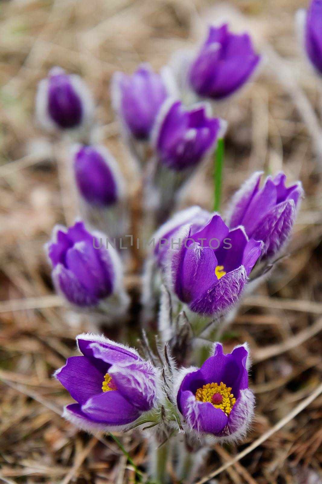 snowdrop or pasqueflower or wind-flower in nature