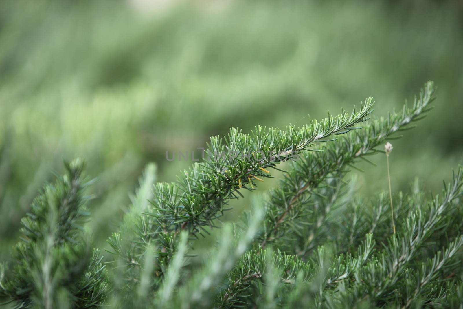 Selective focus of the end of a branch on an evergreen pine tree showing detail of the needles growing outdoors in a forest