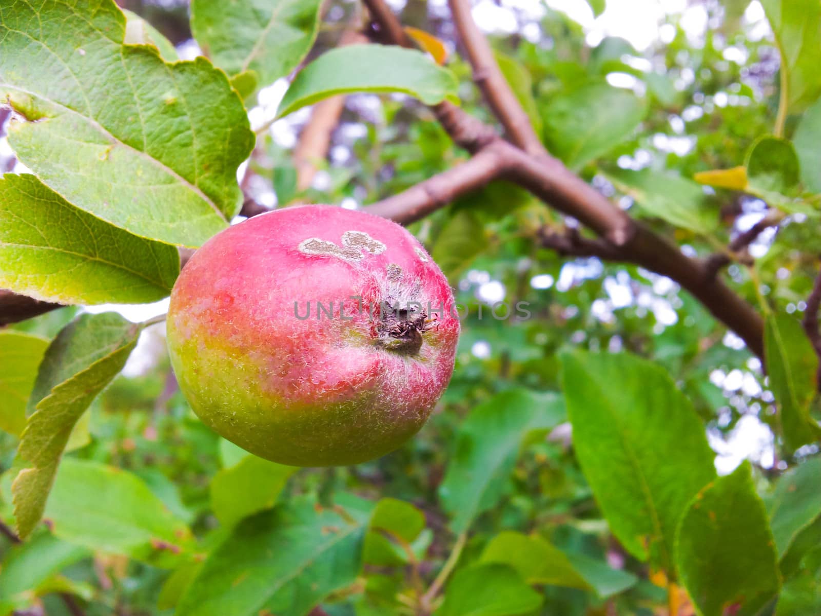 Uncultivated little red and green apple ripe on tree