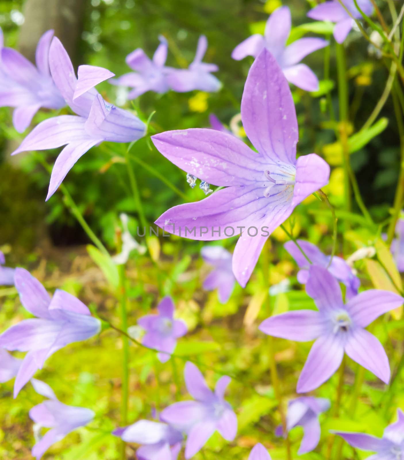 Group of beautiful violet flowers with fresh green grass