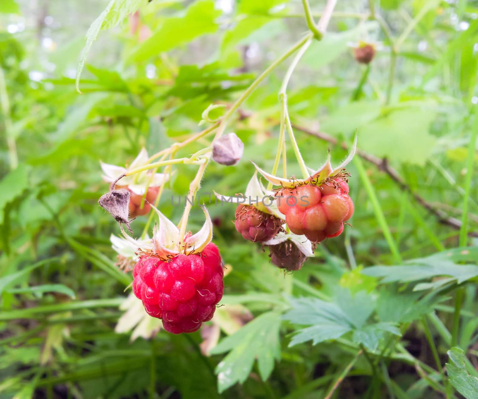 Uncultivated red raspberry on bush, in forest