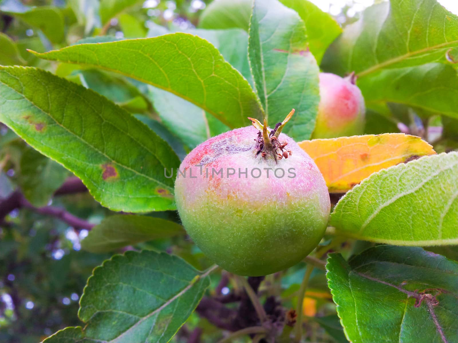 Uncultivated little red and green apple ripe on tree