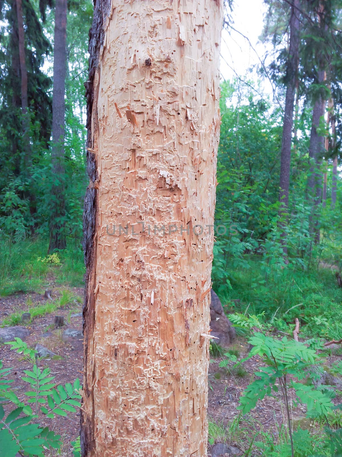 Pine tree eaten by termites, standing in a green forest