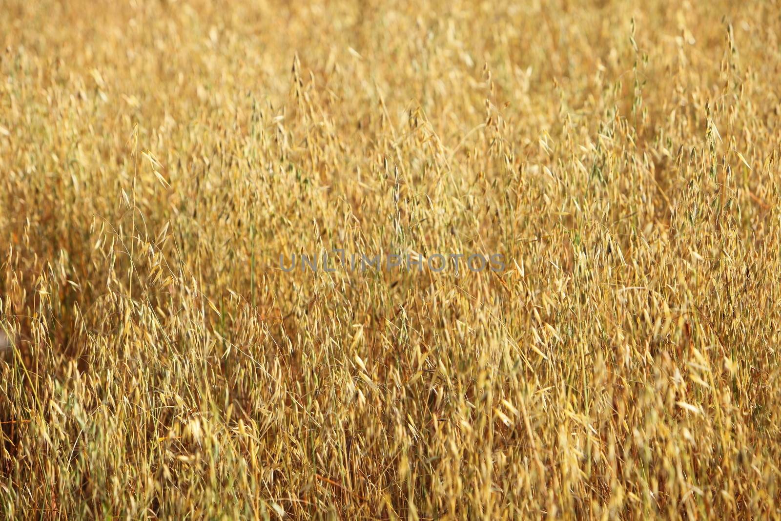 Golden wheat growing in a field by Farina6000