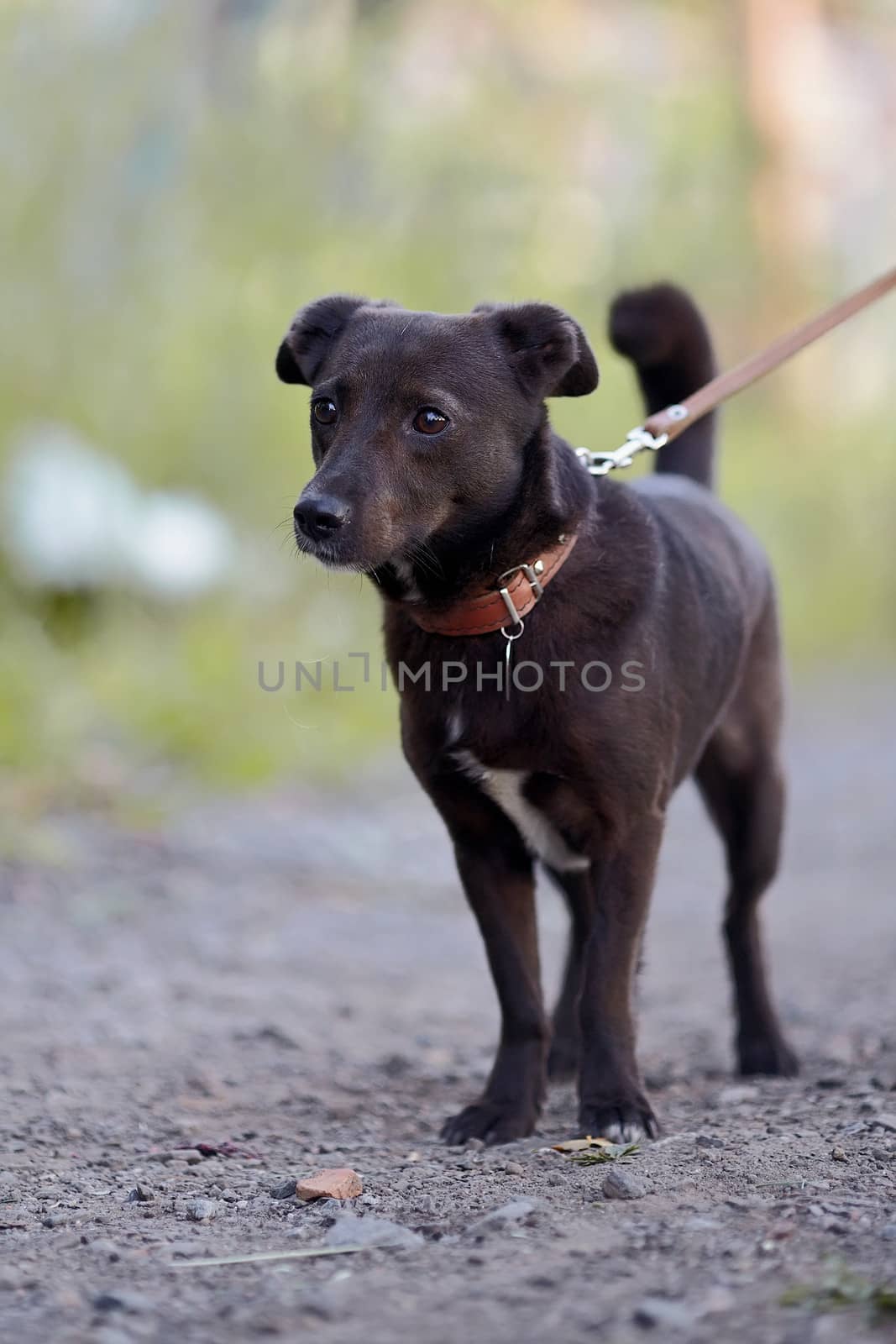 Small black doggie. Not purebred dog. Doggie on walk. The not purebred mongrel.
