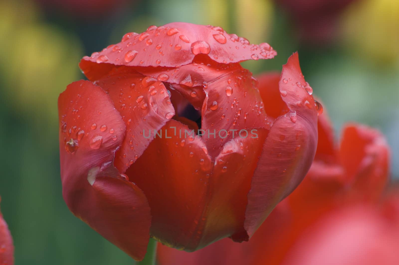 close up of pink tulip on flowerbed. Gordon Cooper