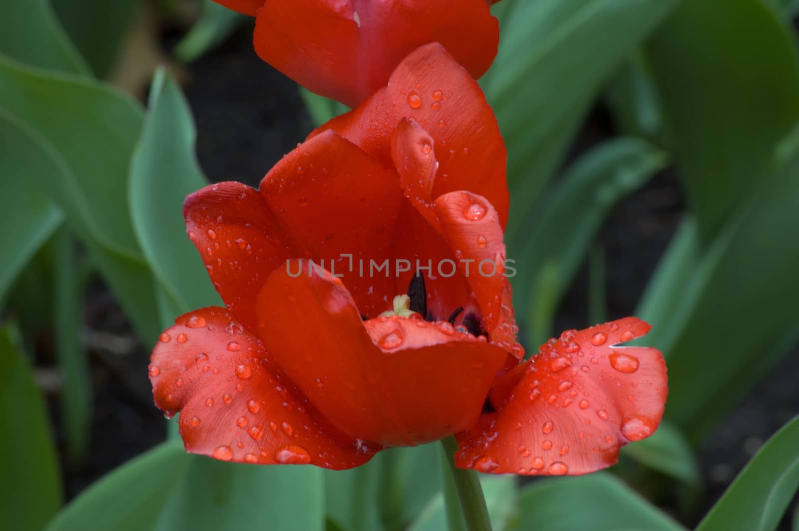 close up of pink tulip on flowerbed. Gordon Cooper