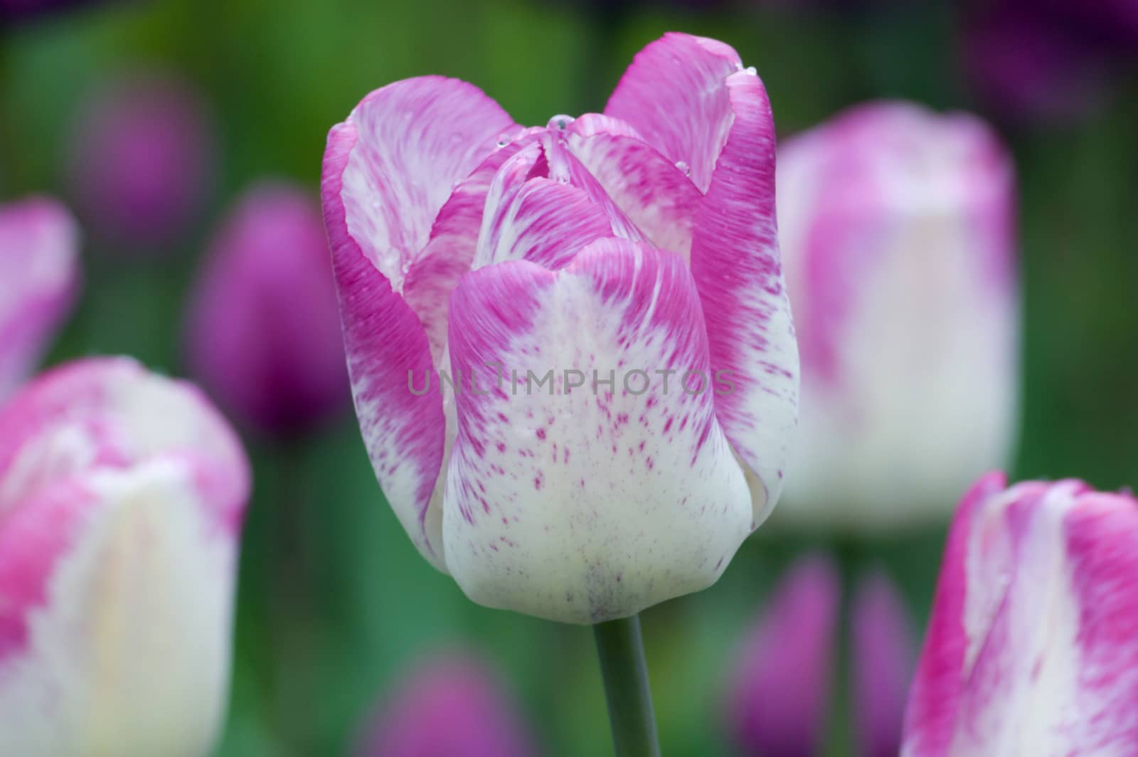 close up of pink and white tulip on flowerbed.