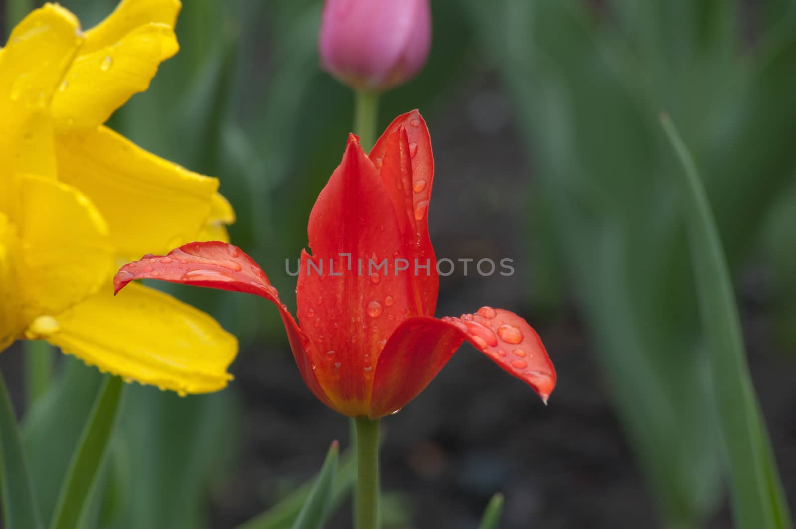 close up of pink and yellow tulip on flowerbed. Veronique sanson