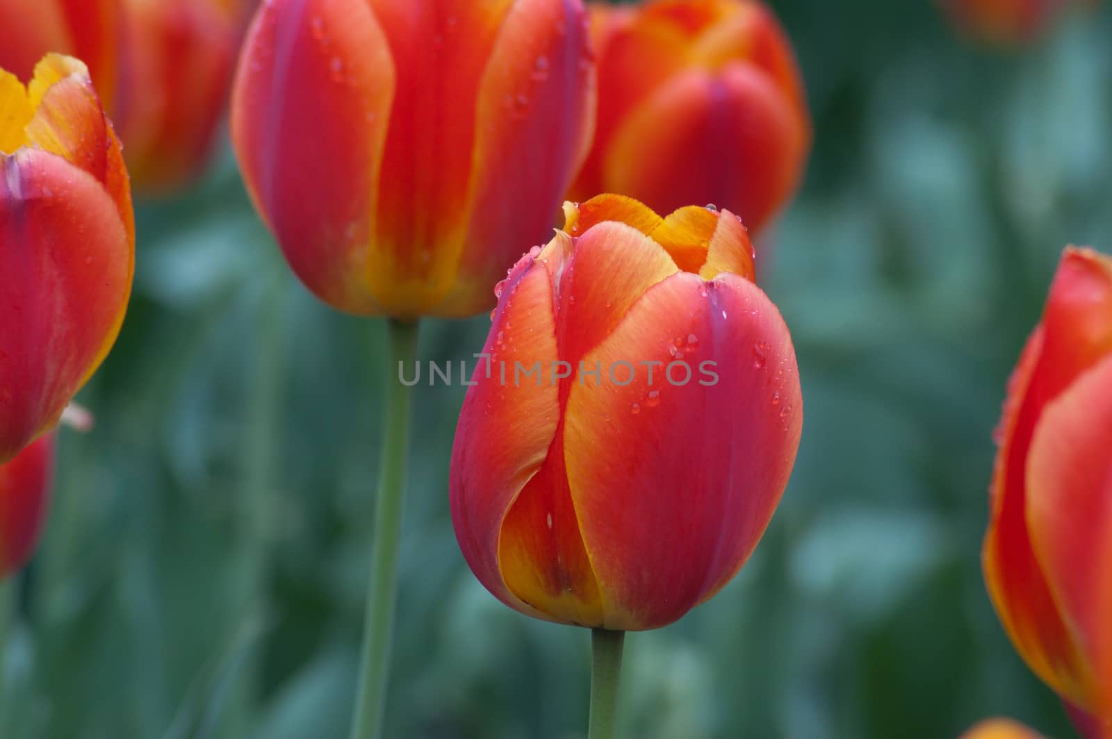 close up of pink tulip on flowerbed. Gordon Cooper