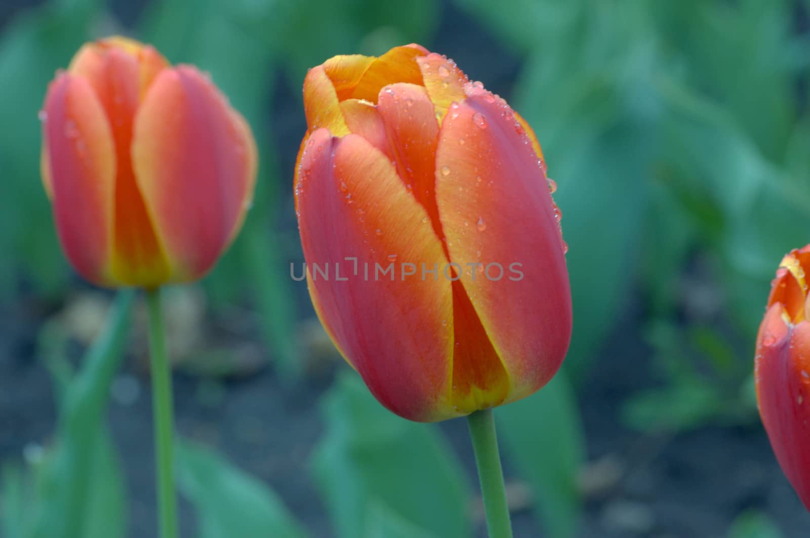 close up of orange and yellow tulip on flowerbed. Gordon Cooper