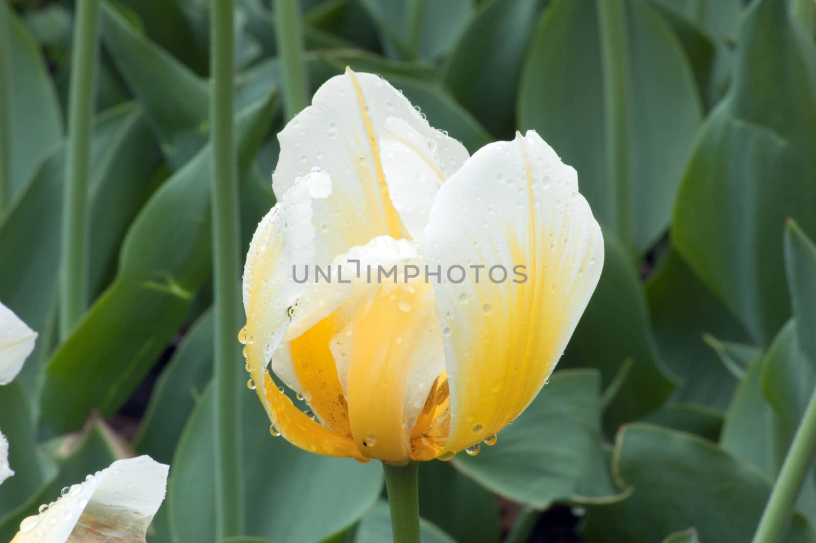 yellow tulip by PavelS